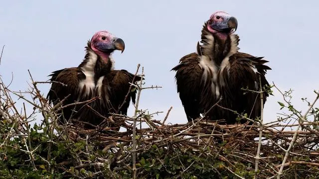 Pratap Gaurav Kendra Udaipur