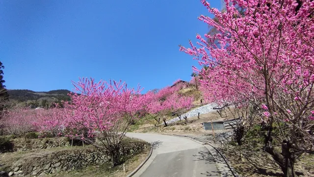 花桃の郷