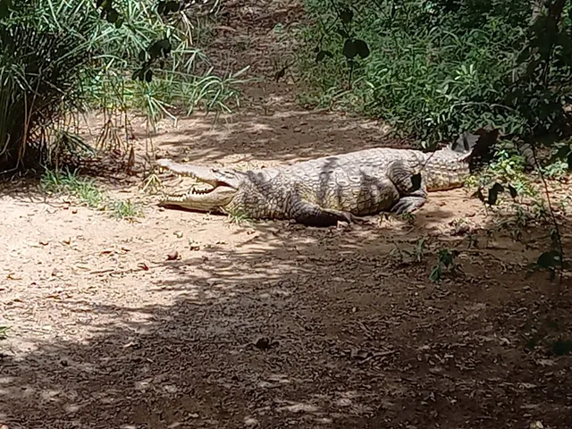 Victoria Falls Crocodile Park
