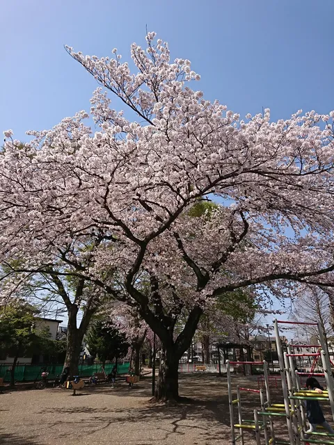Koyasu Park