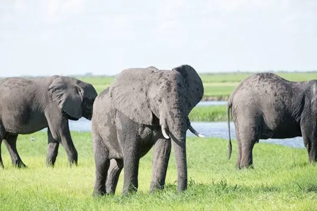 Geografischer Mittelpunkt Litauens