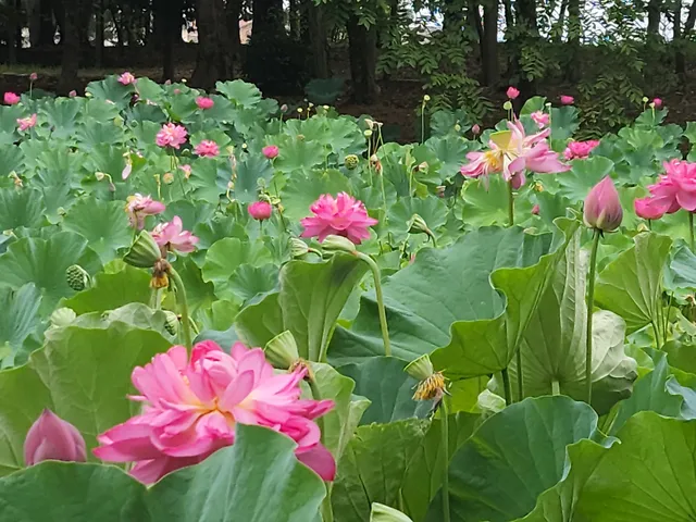 ホクブコウエン