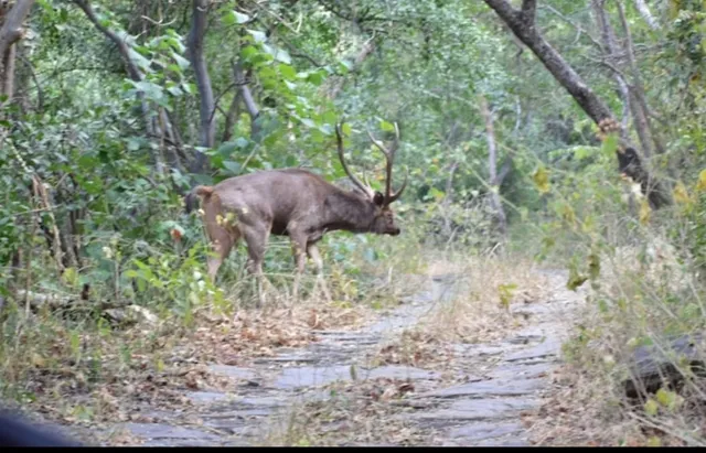 Kumbhalgarh Jungle Safari