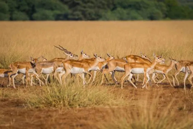 Tal Chappar Blackbuck Sanctuary- safari