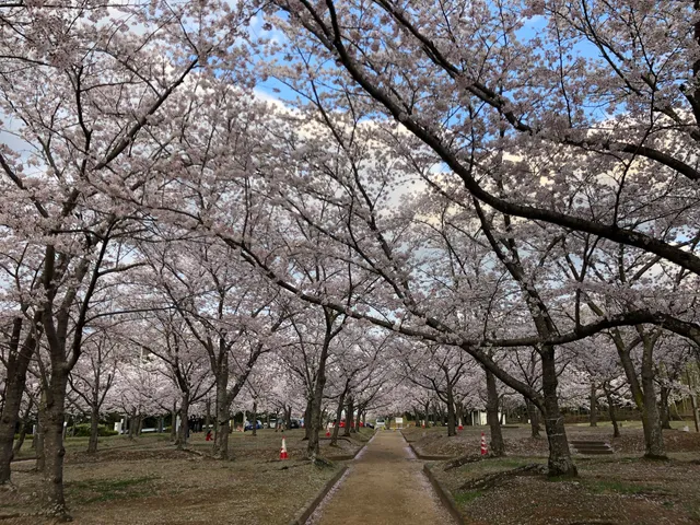 Sakuranomori Park
