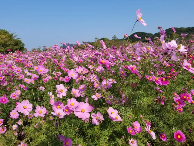 Narutouchinoumi Park