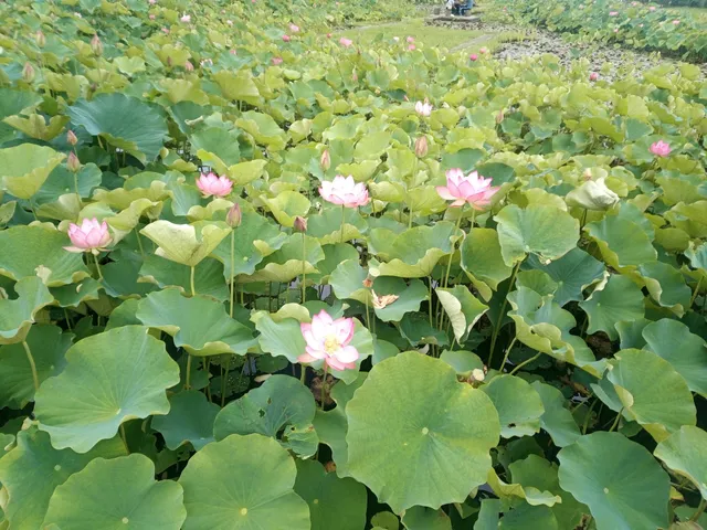 Tsuga Seichi Cemetery