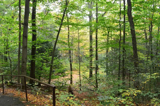 Mattatuck State Forest