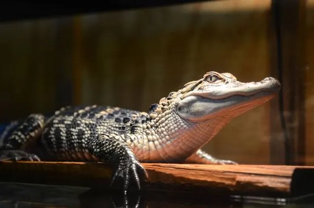 Lynches River County Park