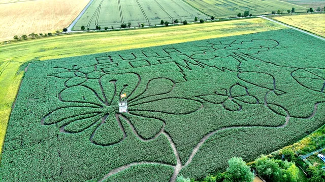 Maislabyrinth Erfurt
