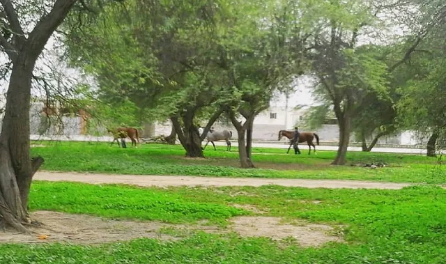 دهستان چاه کوتاه