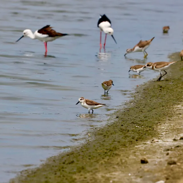 พื้นที่อนุรักษ์บ้านปากทะเล