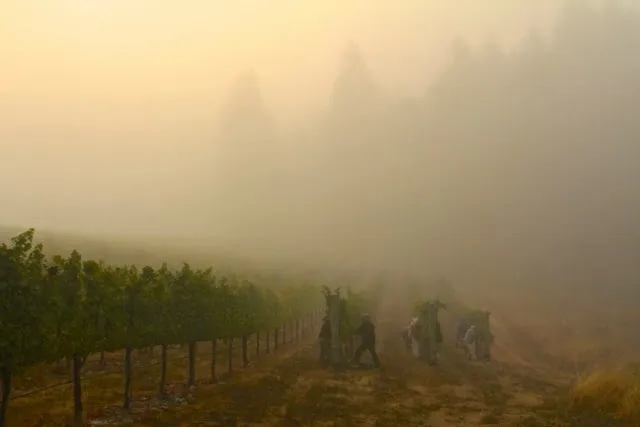 Witching Stick Wines