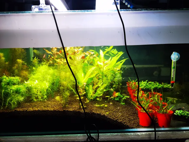 水草水族馆 • Aquatic Plants Aquarium