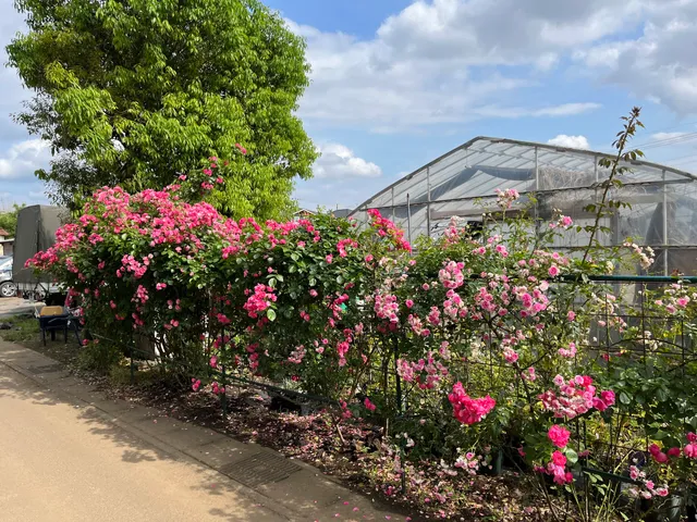 つくばローズガーデン（藤澤邸）