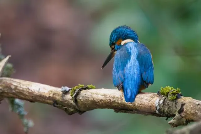 Quarrymill Woodland Park