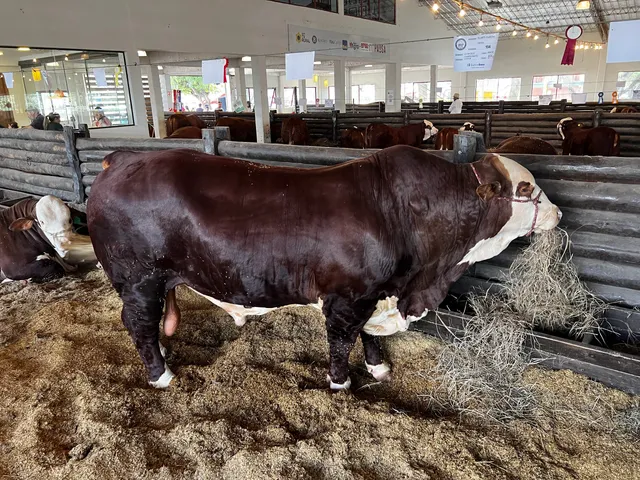 Mariano Roque Alonso