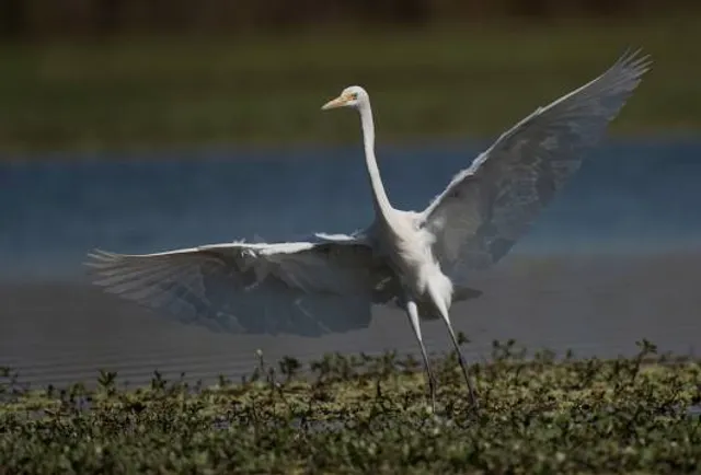 Seven Swans Bird Sanctuary