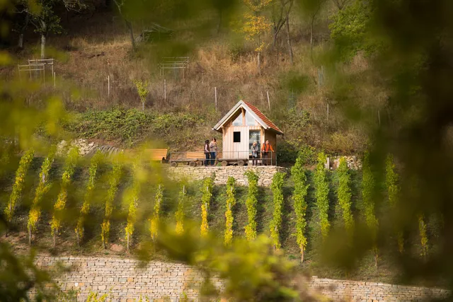 Geschichtsweinberg Iphofen