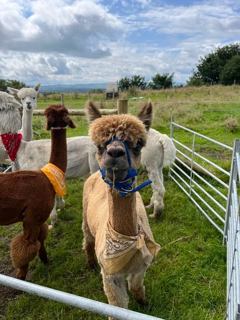 North Coast Alpacas