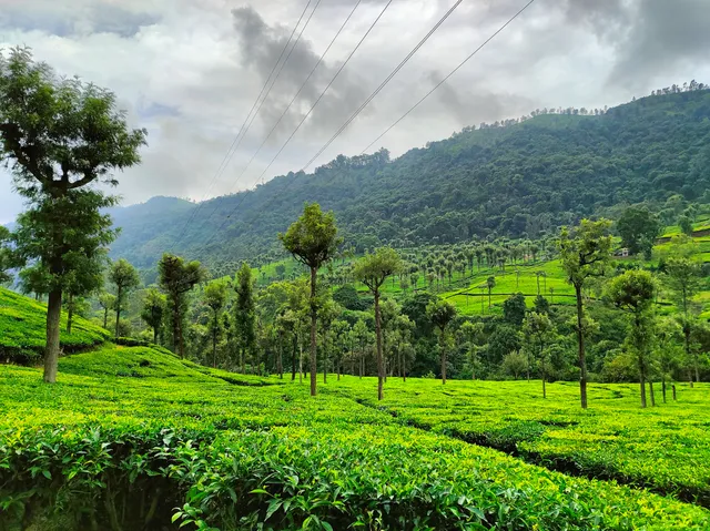 Conoor Tea Estates