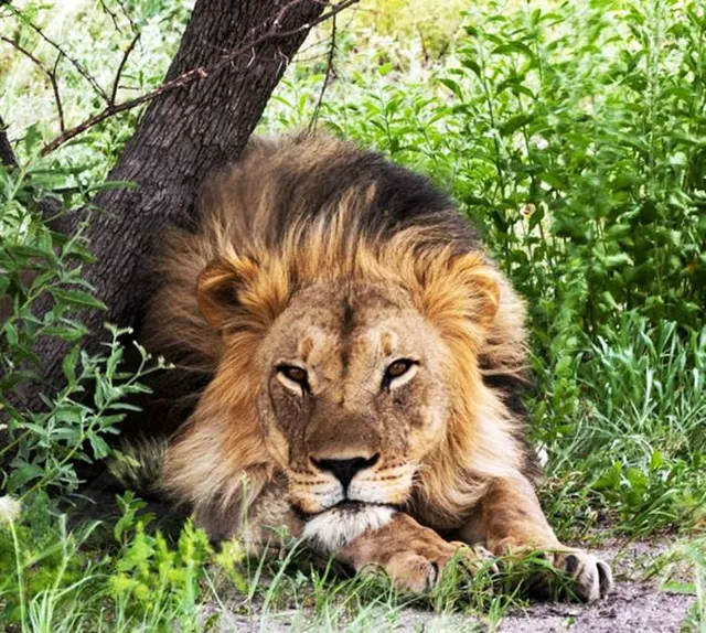 Bruno's Art and Sculpture Garden