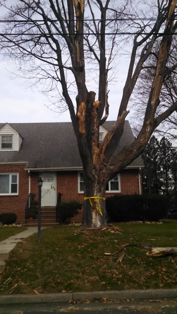 Treeminator Tree Services