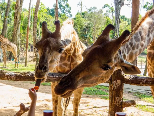 Zoológico de Barranquilla