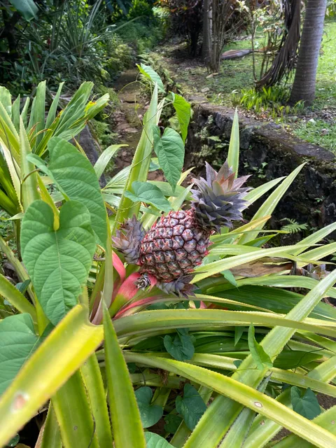 Laura Herb & Spice Garden