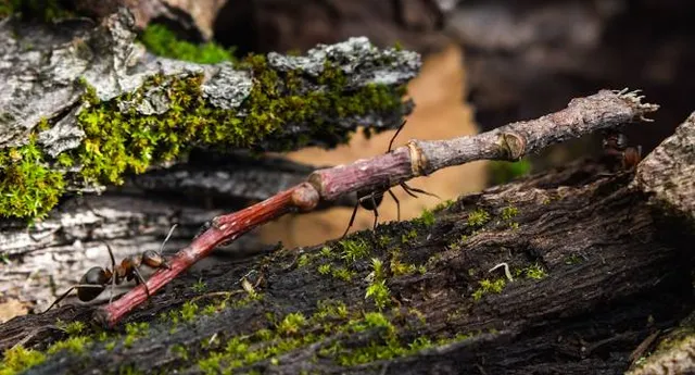 Long Branch Farm & Trails (Open to Cincinnati Nature Center members only)