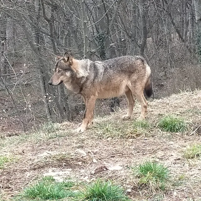 Area Faunistica del Lupo Appenninico del Parco Nazionale della Maiella
