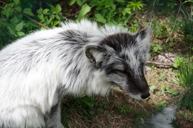 Kiteen Eläinpuisto Oy