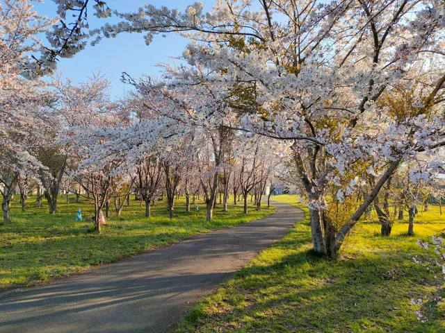 Toyohiragawa Sakura no Mori