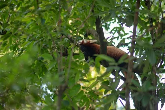 Padmaja Naidu Himalayan Zoological Park, Darjeeling