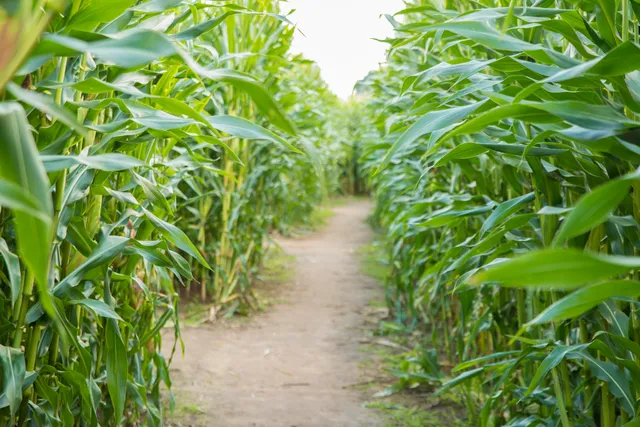 Maisdoolhof Fleringen