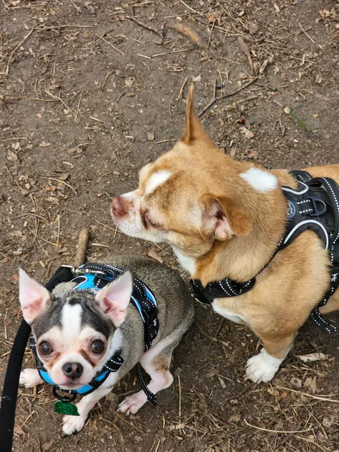 Pawtucket Dog Park (at Slater Park)