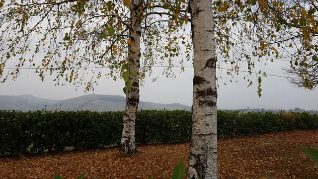 Cigliuti F.lli Azienda Agricola