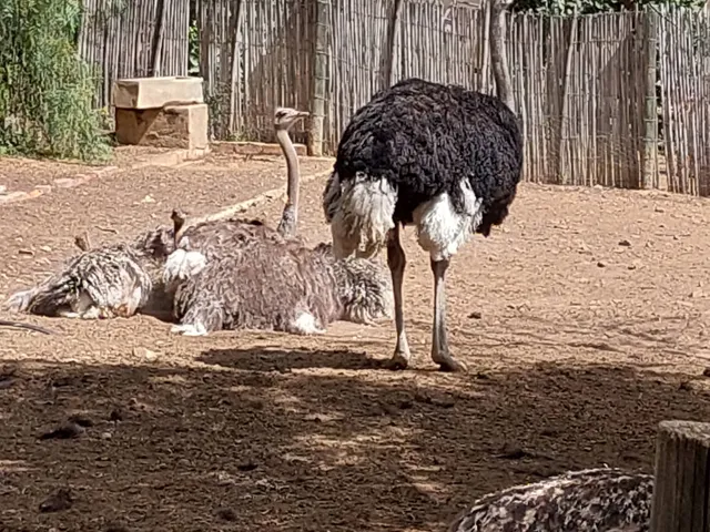 Cango Ostrich Farm