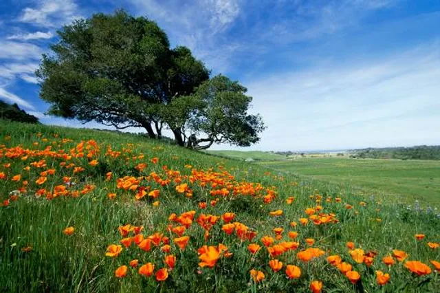 Palo Corona Regional Park