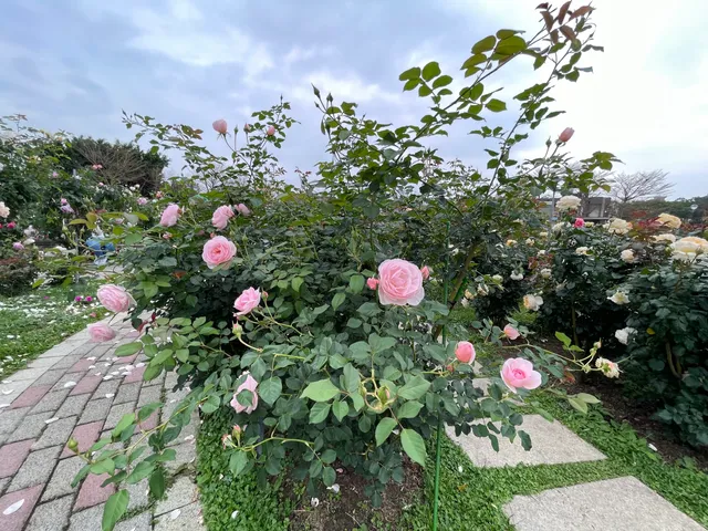 Taipei Rose Garden