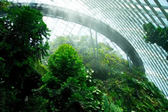 Cloud Forest