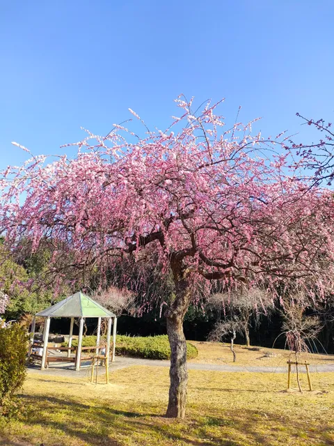 Hirashiba Park