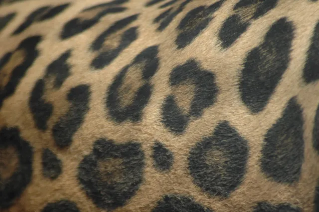 Center For Animal Research and Education (CARE)