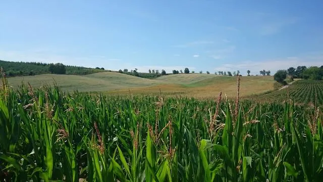 Corn Field Maze