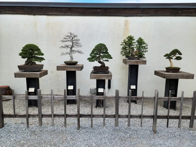 National Bonsai & Penjing Museum