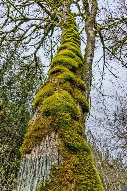 Kuimetsa karstiala õpperada - Iida urked