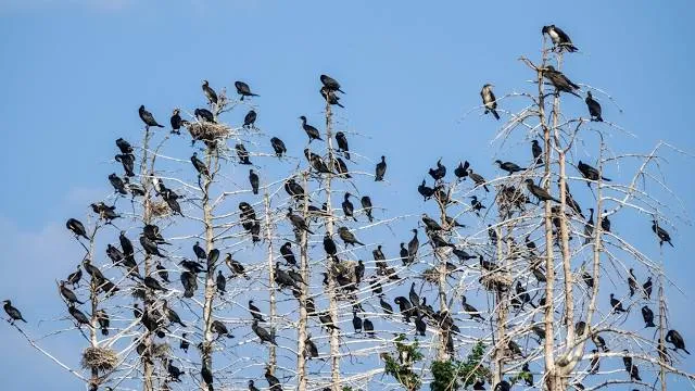 Rezerwat Kormoranów Kąty Rybackie