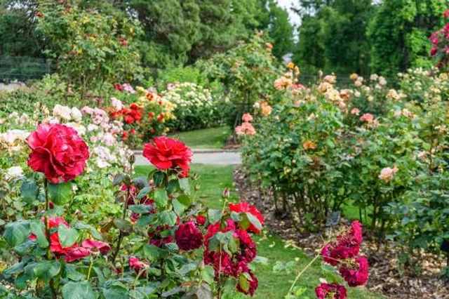 Rose Garden