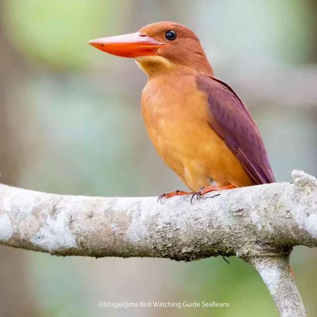 Ishigaki Island Birdwatching Guide SeaBeans