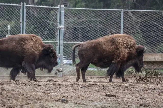 Bison Paddock